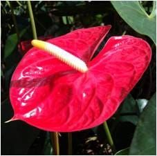 Free paper — Genome size in Anthurium evaluated in the context of karyotypes and phenotypes