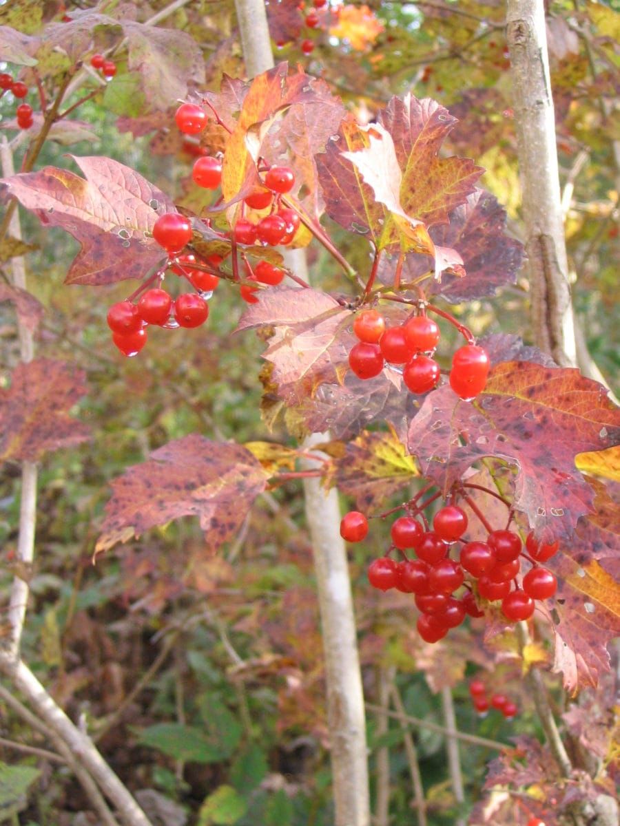 Free paper — Seed germination and seedling development ecology in world-wide populations of a circumboreal Tertiary relict