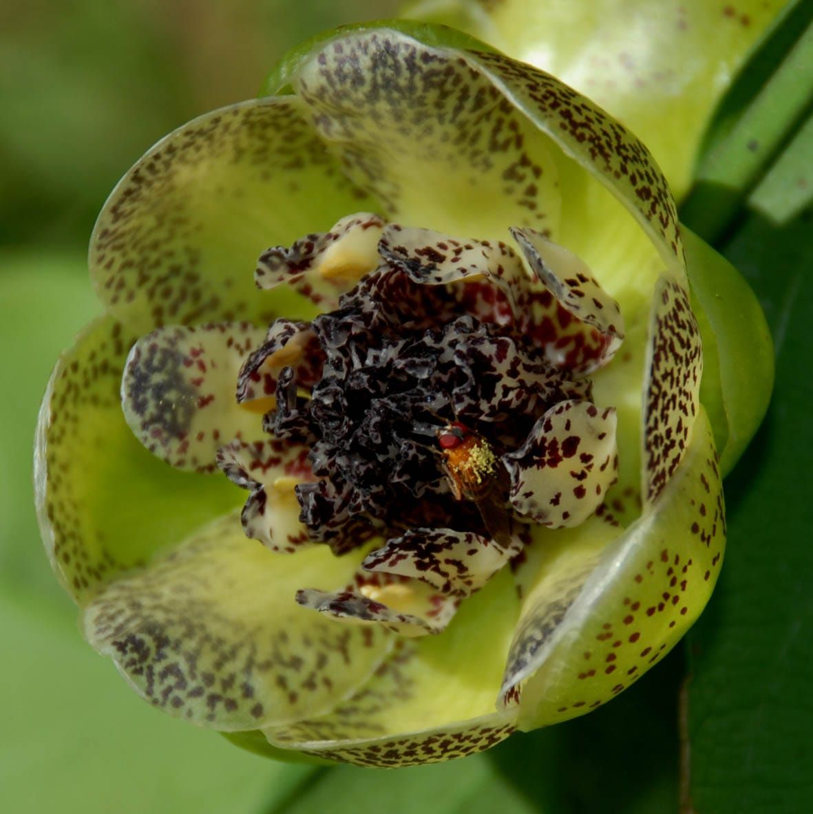 Free Paper — The evolution of pollen germination timing in flowering plants: Austrobaileya scandens (Austrobaileyaceae)