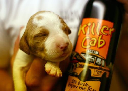 Puppy and Wine