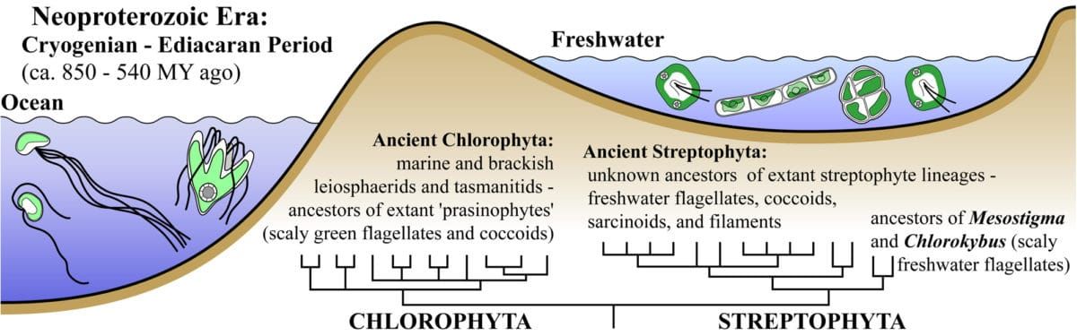 Image: Becker & Marin (2009)