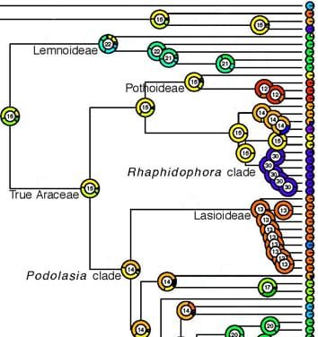 Maximum likelihood inference of chromosome numbers