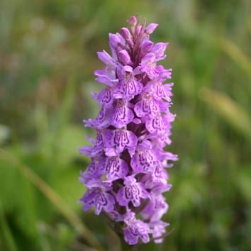 Reproductive isolation between hybridizing orchids