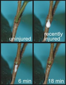 Role of latex in self-healing of bark