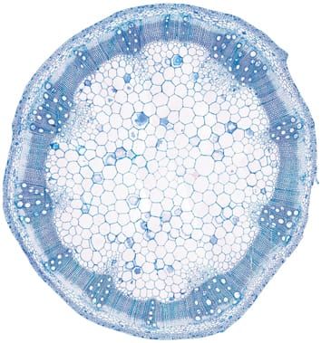 Origins of woodiness in Balsaminaceae