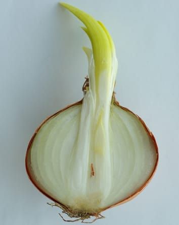 Post-harvest transcriptional changes in onion