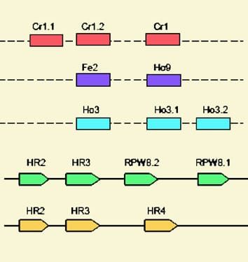 Resistance to pathogens under variable temperatures