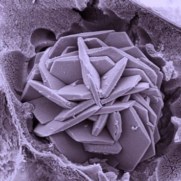 Functional biogenic calcium oxalate crystals in Acacia