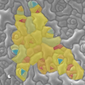Heterogeneous growth of Arabidopsis leaf epidermis
