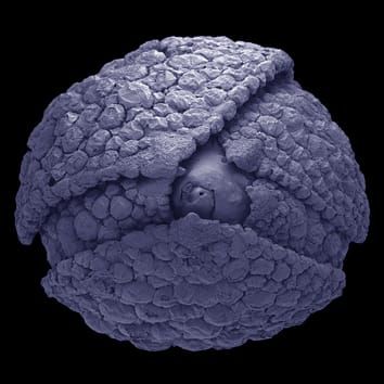Cretaceous flowers of Ericales