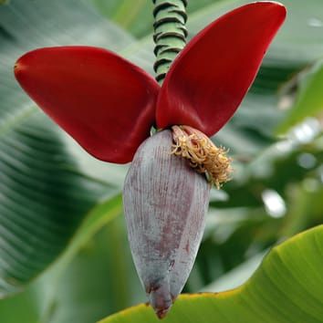 Epigenetic regulation gives diversity in triploid bananas