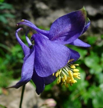 Gene flow, drift and populations of Sardinian Aquilegia