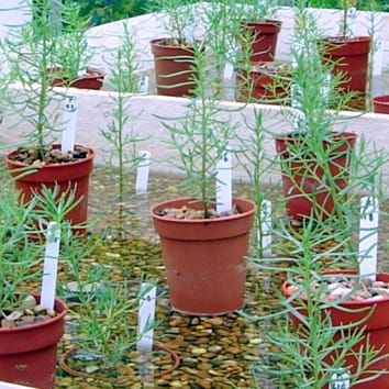 Phenotypic plasticity in Suaeda maritima