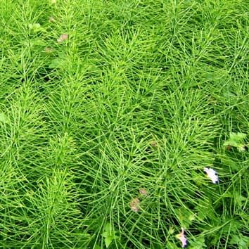 Hemicellulose evolution in monilophytes (Research in Context)