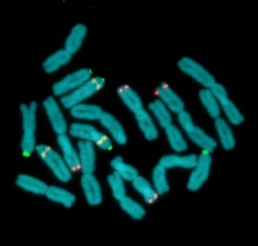 Multiple origins of Nothoscordum gracile