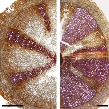 Functional plasticity in the hydraulic system