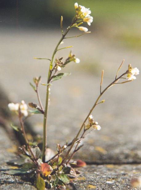 Image: Wikimedia Commons.