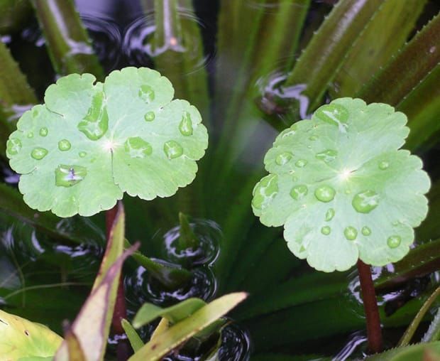 Image: Wikimedia Commons.