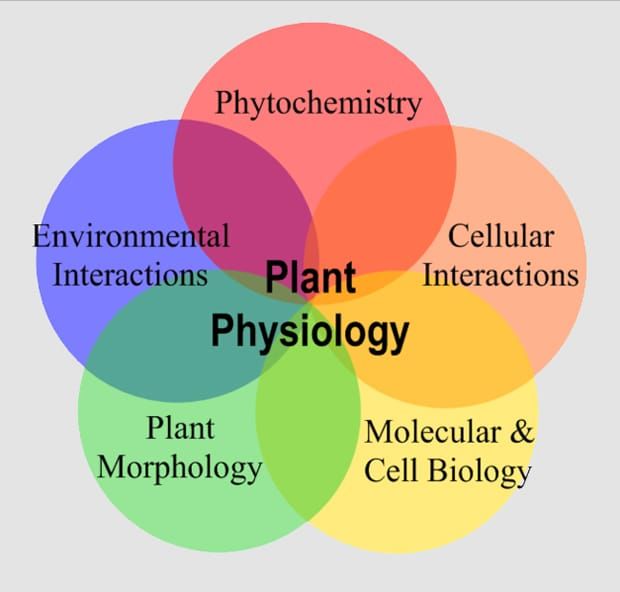 Image: Wikimedia Commons.