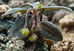 Botany Photo of the Day