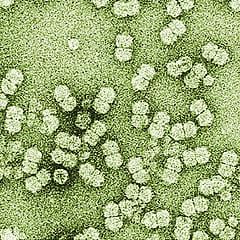 Reactions of Nicotiana species to inoculation with begomoviruses