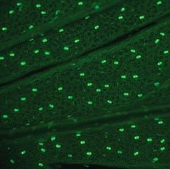 Effect of external stress on density and size of glandular trichomes in full-grown Artemisia annua, the source of anti-malarial artemisinin
