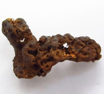 Extreme phenotypic variation and fitness in lichens