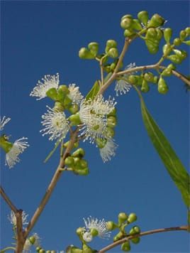 Reproductive barriers to interspecific Corymbia hybridization