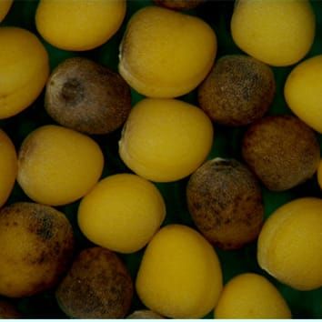 Brassica monosomic alien addition lines