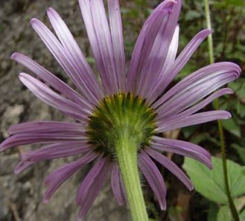 Molecular phylogenetics of Eurasian Aster