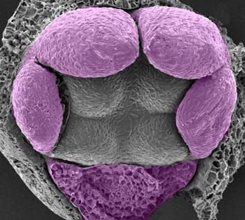 Flower development in Balsaminaceae