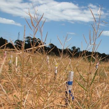 Parental environment and seed response to karrikinolide