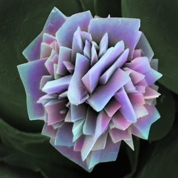 Light-gathering and reflecting plant crystal aggregates