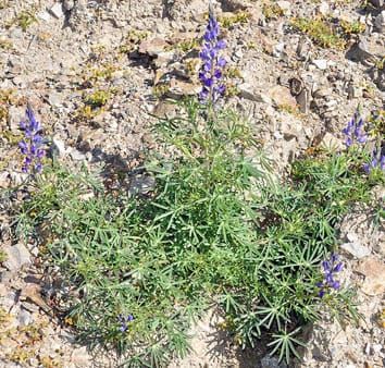 Sibling competition and phenotypic change