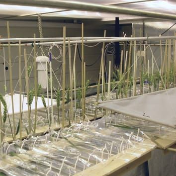 Modelling dry mass partitioning in diseased wheat