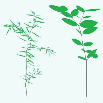 Leaf display by conifer and angiosperm seedlings