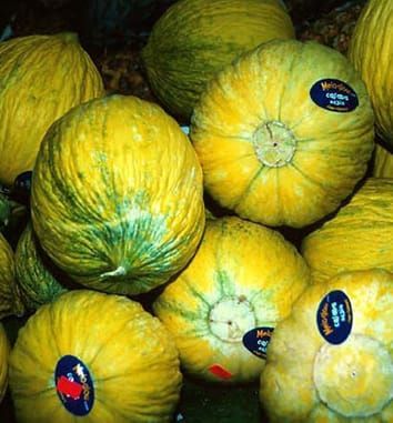 Medieval emergence of sweet melons