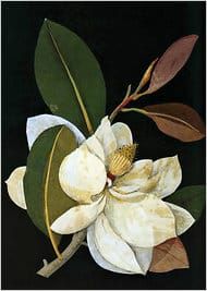 An Artist of the Botanical World