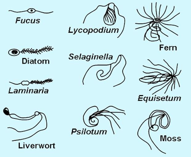 Image: Wikimedia Commons.