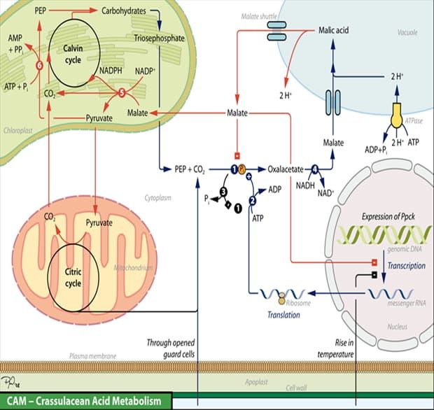 Image: Wikimedia Commons.