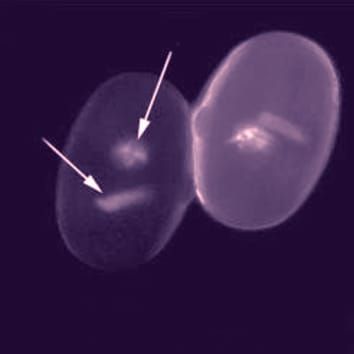 Improved method for estimating pollen DNA content