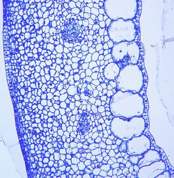 Night temperature and source/sink effects in pepper ovaries