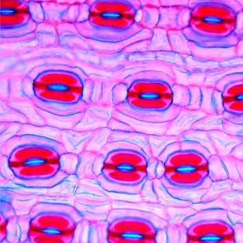 Stomatal distribution and stem tracheid dimensions
