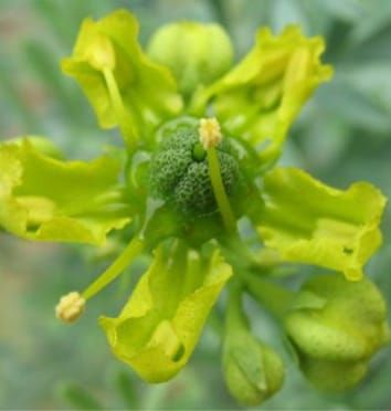 Stamen movements and pollination in Ruta