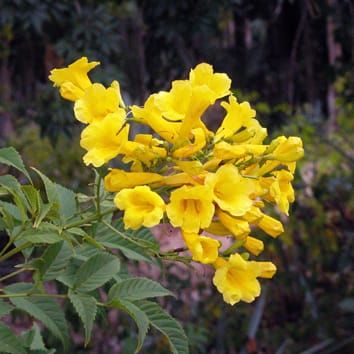 Microbial effects on floral nectar sugar variation