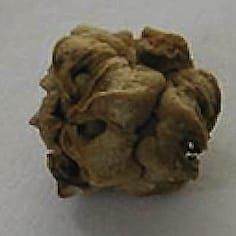 Seed dormancy distribution and ecology