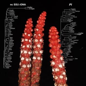 Rate heterogeneity of holoparasitic Balanophora