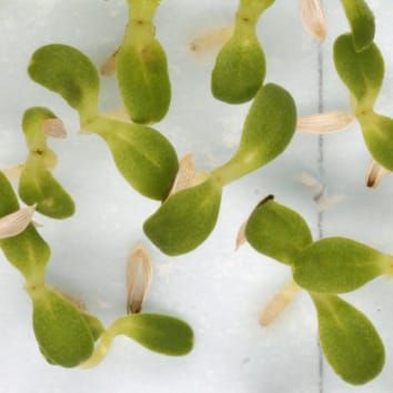 Seed ageing at elevated oxygen pressure