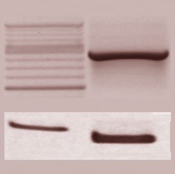 A molecular marker of seed ageing