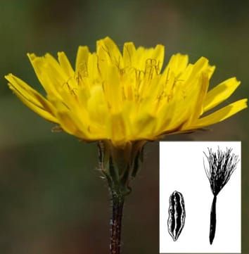 Competition/colonization syndrome mediated by germination timing